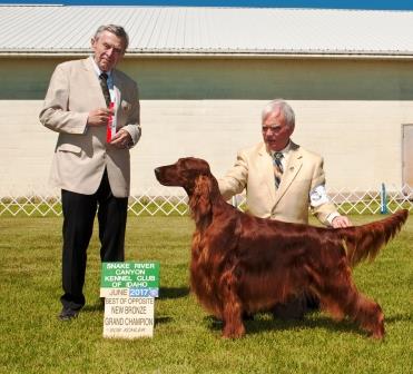 Cairncross shop irish setters